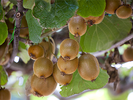 雨燕直播竞猜  新西兰：奇异果营销企业 Zespri 入驻新办公室