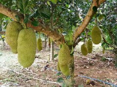 雨燕直播注册水果中的“巨无霸”浓香蜜甜却被电商玩坏消费者：都是生